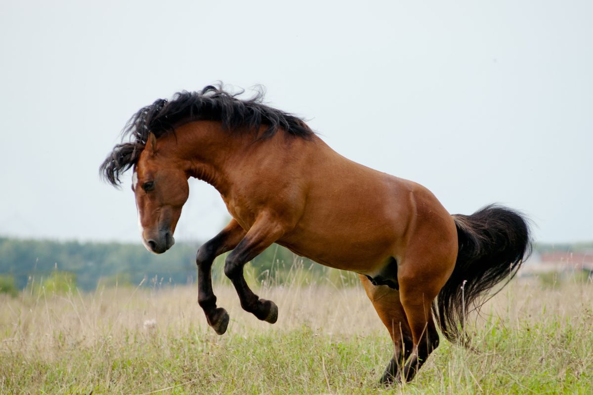 Cheval Mustang observant calmement son environnement