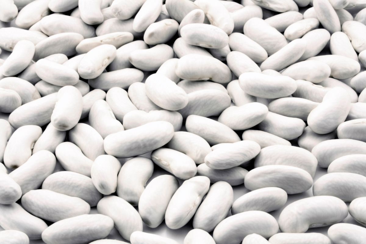 Profil nutritionnel du haricot blanc cuit