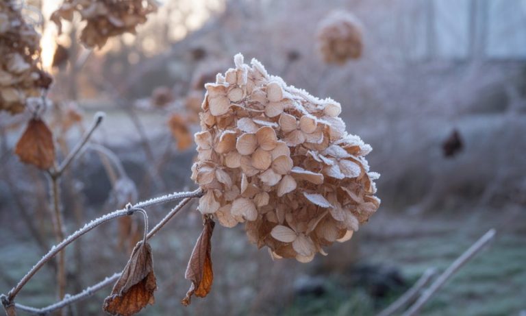 découvrez si couper les fleurs fanées d’hortensias en été est bénéfique pour la plante ou non, avec nos conseils pratiques pour un jardin en pleine santé.